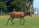 Freizeit- und Wildpark